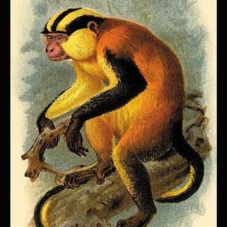 Erxleben's Guenon by G.R. Waterhouse