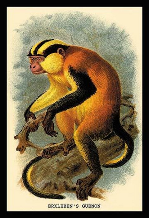 Erxleben's Guenon by G.R. Waterhouse