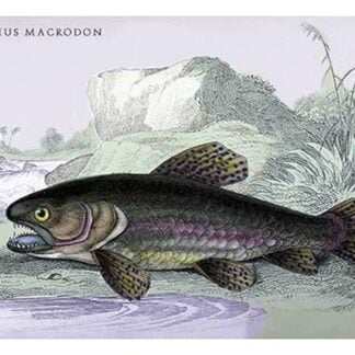 Erythrius Macrodon by Robert H. Schomburgk