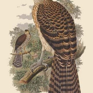 Erythrotriochis Doriae - Marquis Doria's Goshawk by John Gould
