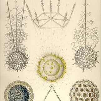 Ethmosphaera siphonophora