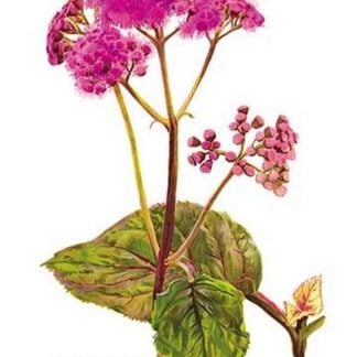 Eupatorium Ianthinum by H.G. Moon