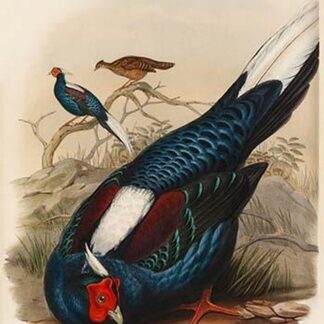 Euplocamus Swinhoii - Swinhoe's Fireback Pheasant by John Gould