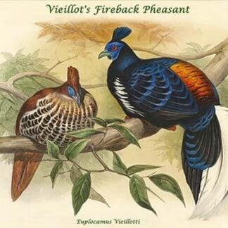 Euplocamus Vieillotti -Vieillot's Fireback Pheasant by John Gould