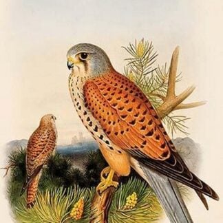Eurasian Kestrel by John Gould