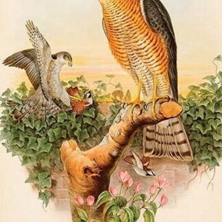 Eurasian Sparrowhawk by John Gould