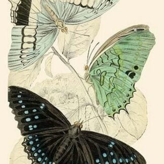 European Butterflies & Moths by James Duncan
