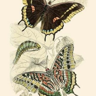 European Butterflies & Moths by James Duncan