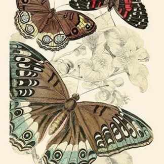 European Butterflies & Moths by James Duncan