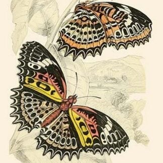 European Butterflies & Moths by James Duncan