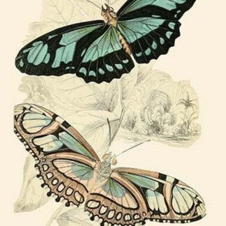 European Butterflies & Moths by James Duncan