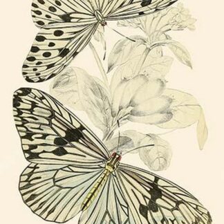 European Butterflies & Moths by James Duncan