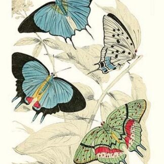 European Butterflies & Moths by James Duncan