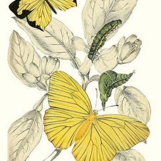 European Butterflies & Moths by James Duncan