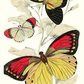 European Butterflies & Moths by James Duncan