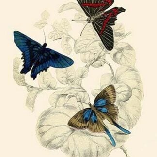 European Butterflies & Moths by James Duncan