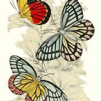 European Butterflies & Moths by James Duncan