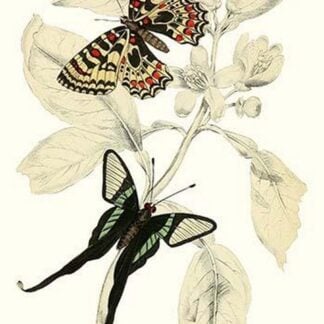 European Butterflies & Moths by James Duncan