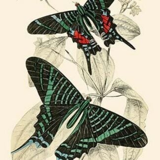 European Butterflies & Moths by James Duncan