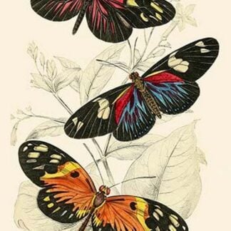 European Butterflies & Moths by James Duncan