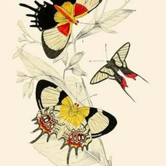 European Butterflies & Moths by James Duncan