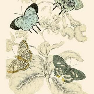 European Butterflies & Moths by James Duncan