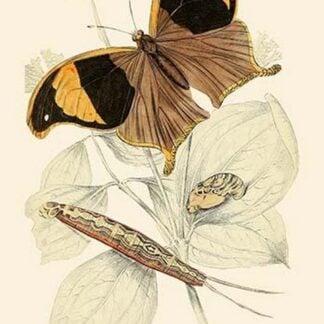 European Butterflies & Moths by James Duncan