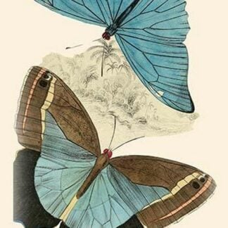 European Butterflies & Moths by James Duncan