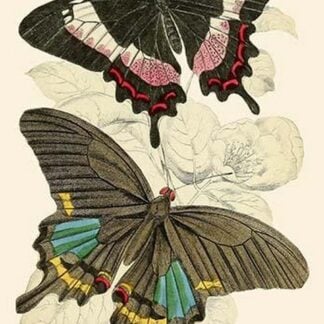 European Butterflies & Moths by James Duncan