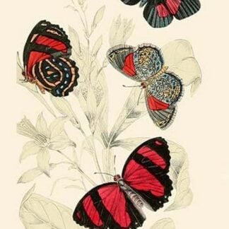 European Butterflies & Moths by James Duncan