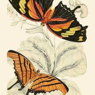 European Butterflies & Moths by James Duncan