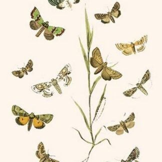 European Butterflies & Moths by William Forsell Kirby
