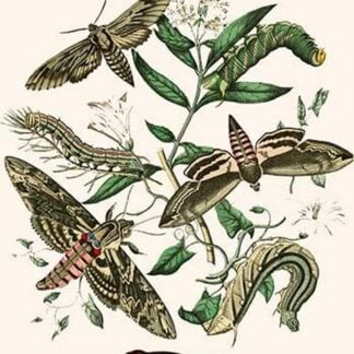 European Butterflies & Moths by William Forsell Kirby