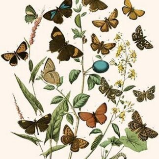 European Butterflies & Moths by William Forsell Kirby