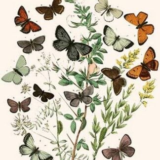 European Butterflies & Moths by William Forsell Kirby