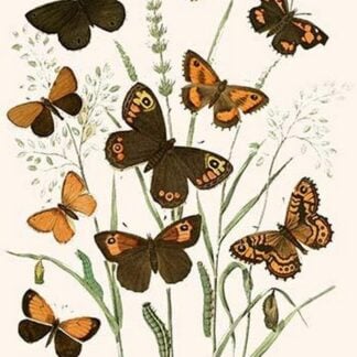 European Butterflies & Moths by William Forsell Kirby