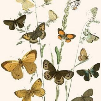 European Butterflies & Moths by William Forsell Kirby