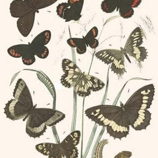European Butterflies & Moths by William Forsell Kirby