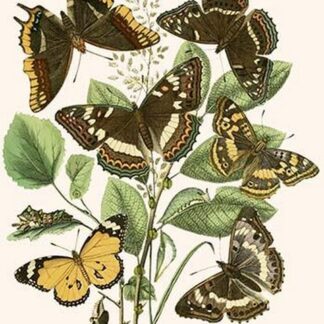 European Butterflies & Moths by William Forsell Kirby