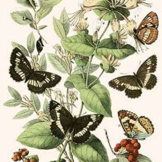 European Butterflies & Moths by William Forsell Kirby