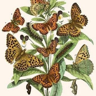 European Butterflies & Moths by William Forsell Kirby