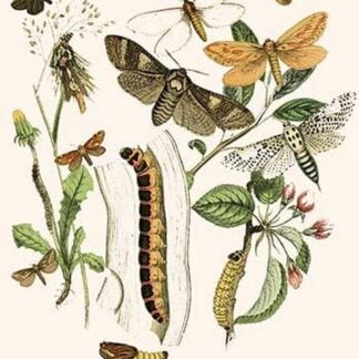 European Butterflies & Moths by William Forsell Kirby