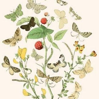 European Butterflies & Moths by William Forsell Kirby