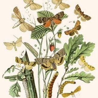 European Butterflies & Moths by William Forsell Kirby