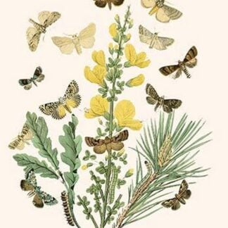 European Butterflies & Moths by William Forsell Kirby