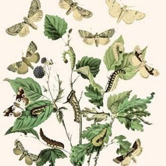 European Butterflies & Moths by William Forsell Kirby