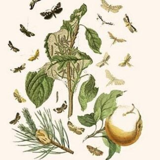 European Butterflies & Moths by William Forsell Kirby