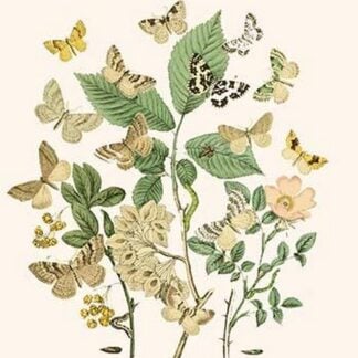 European Butterflies & Moths by William Forsell Kirby