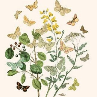 European Butterflies & Moths by William Forsell Kirby