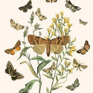 European Butterflies & Moths by William Forsell Kirby